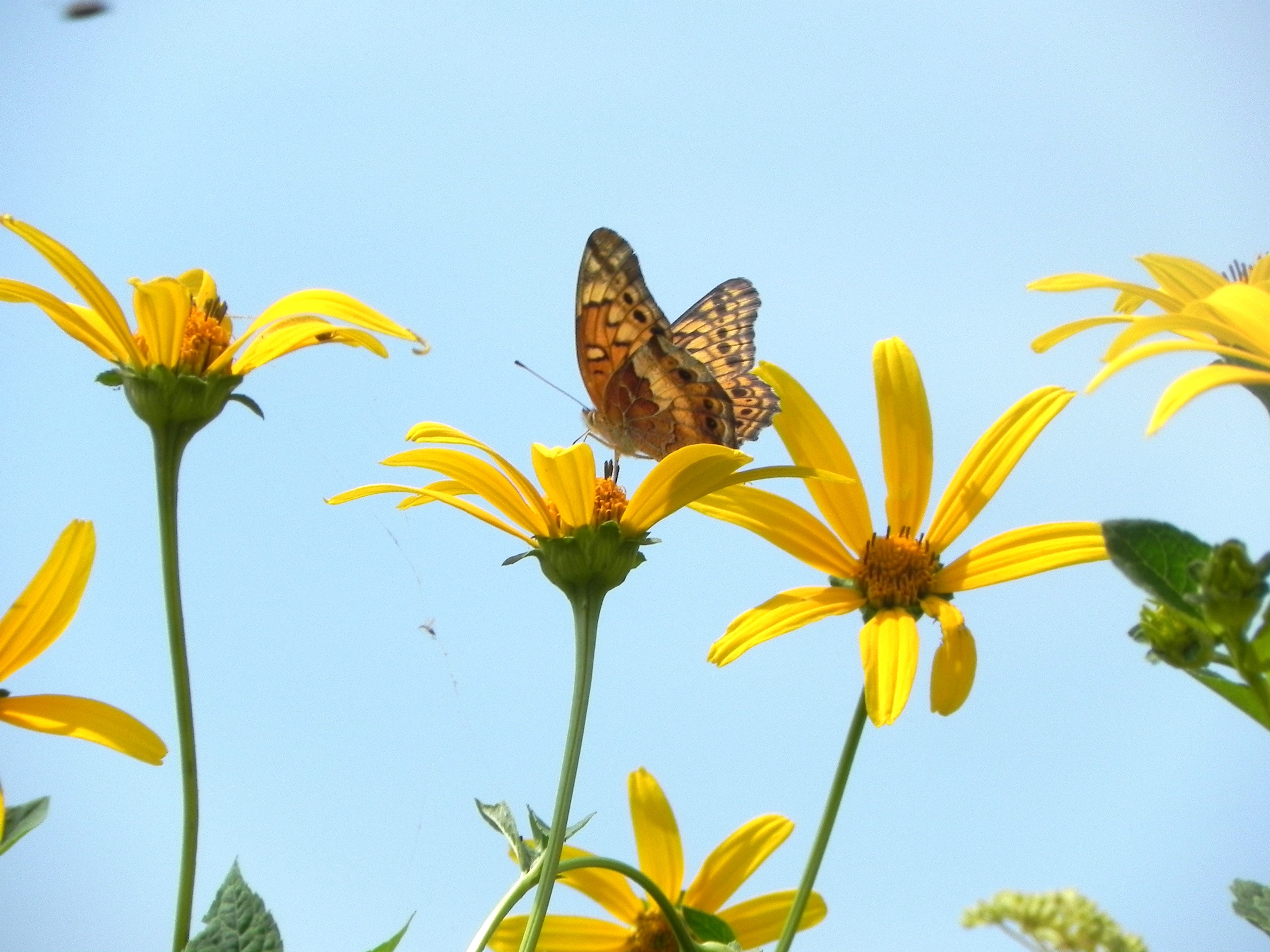 Hike With a Naturalist: Butterflies